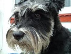 schnauzer dog le french breed names