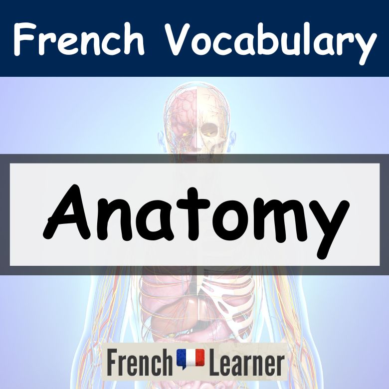 French anatomy vocabulary