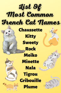 List Of Most Common French Cat Names 195x300 