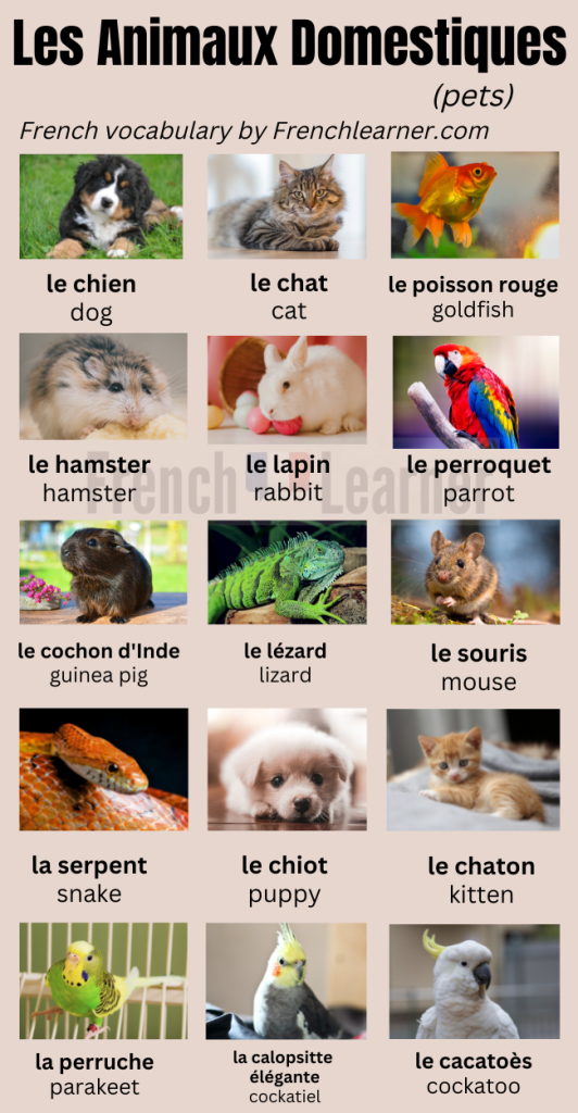 Animaux  French bee
