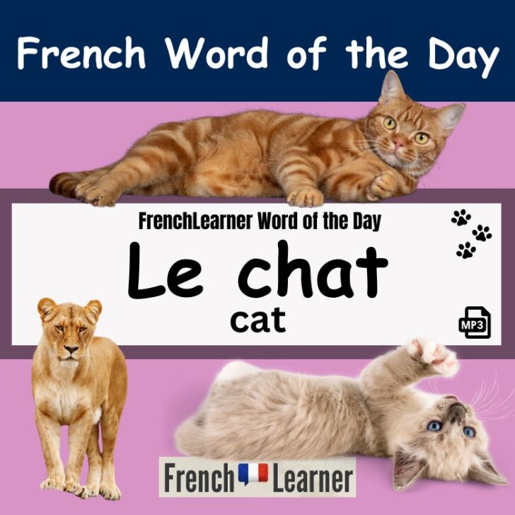 Chat – cat in French